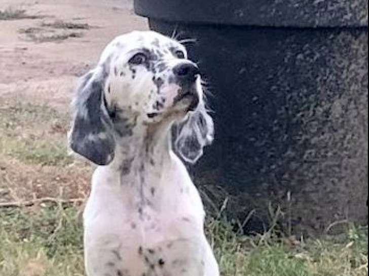 2 chiots mâles Setter anglais LOF Blue Belton à vendre