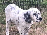 2 chiots mâles Setter anglais LOF Blue Belton à vendre