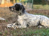 2 chiots mâles Setter anglais LOF Blue Belton à vendre