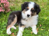 3 chiots femelles Bergers Australiens tricolores LOF à vendre
