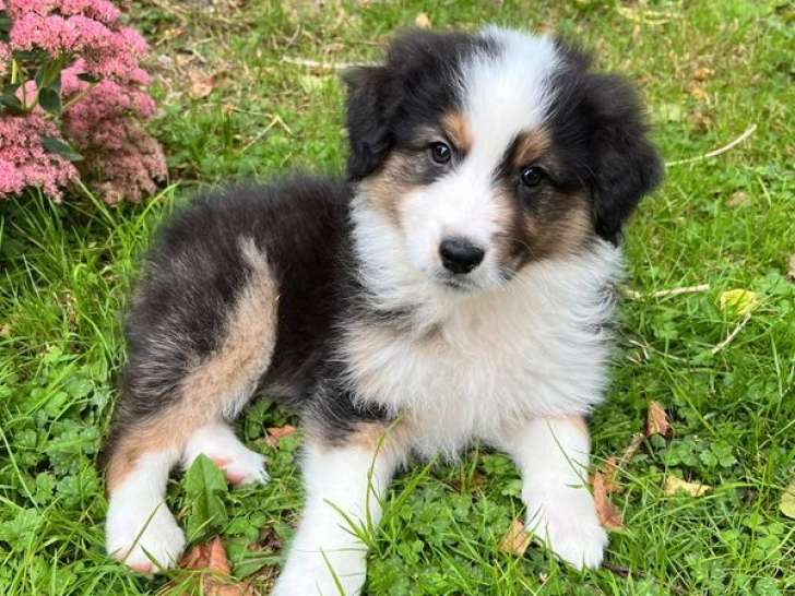 3 chiots femelles Bergers Australiens tricolores LOF à vendre