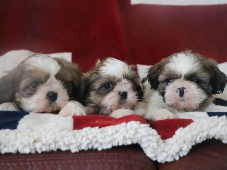 À vendre, 5 chiots Shih Tzu LOF d'août 2025