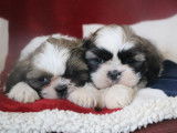 À vendre, 5 chiots Shih Tzu LOF d'août 2025