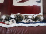 À vendre, 5 chiots Shih Tzu LOF d'août 2025