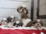 À vendre, 5 chiots Shih Tzu LOF d'août 2025