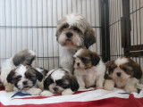 À vendre, 5 chiots Shih Tzu LOF d'août 2025