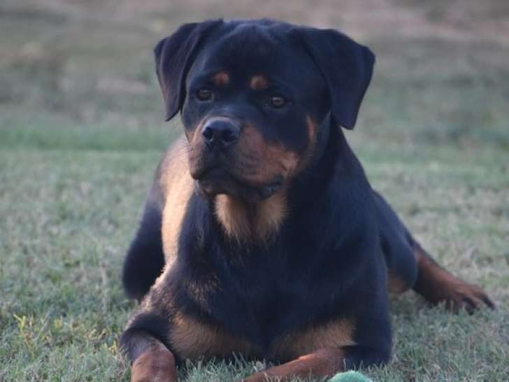 1 chienne Rottweiler LOF à vendre