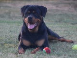 1 chienne Rottweiler LOF à vendre