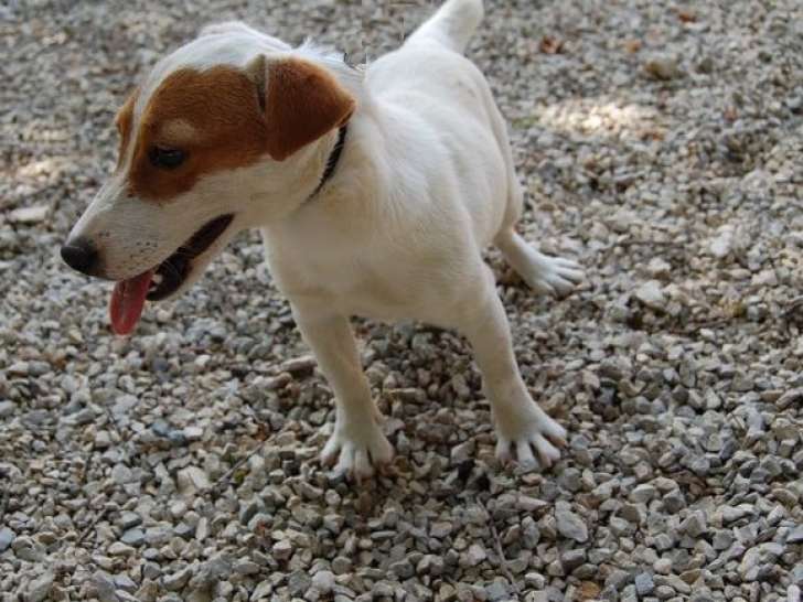 1 chiot femelle Jack Russell LOF à vendre, né en mars 2025
