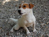 1 chiot femelle Jack Russell LOF à vendre, né en mars 2025