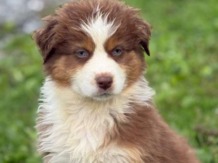8 chiots Bergers Australiens LOF à vendre