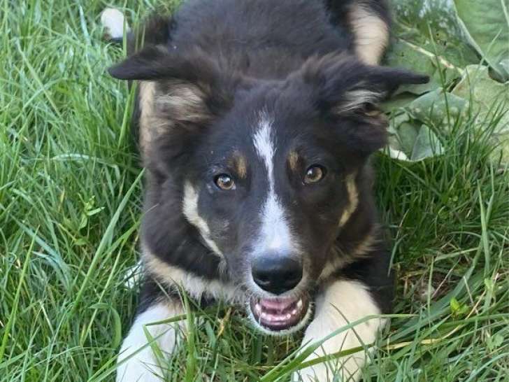 Chiot mâle Border Collie LOF à vendre, noir tricolore, né mai 2025