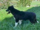 Chiot mâle Border Collie LOF à vendre, noir tricolore, né mai 2025