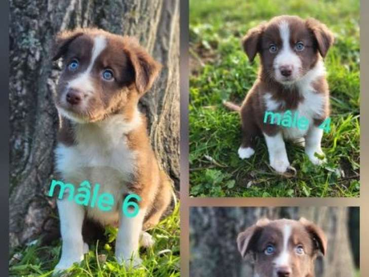 8 chiots Border Collies LOF à vendre, nés en juillet 2025
