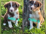 8 chiots Border Collies LOF à vendre, nés en juillet 2025