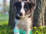 8 chiots Border Collies LOF à vendre, nés en juillet 2025