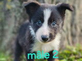 8 chiots Border Collies LOF à vendre, nés en juillet 2025