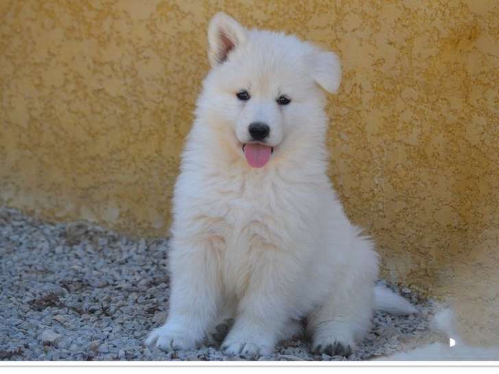 1 chiot mâle Berger Blanc Suisse LOF à réserver, né en août 2025