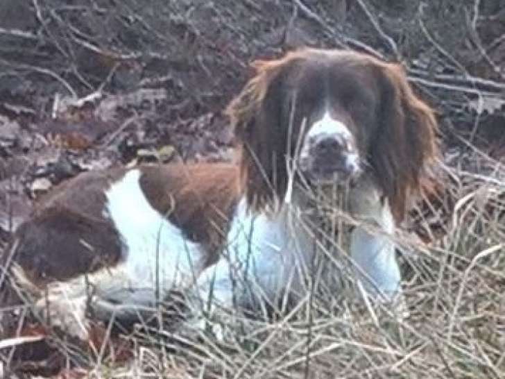 Chienne Springer Spaniel LOF adulte à vendre, née 2016