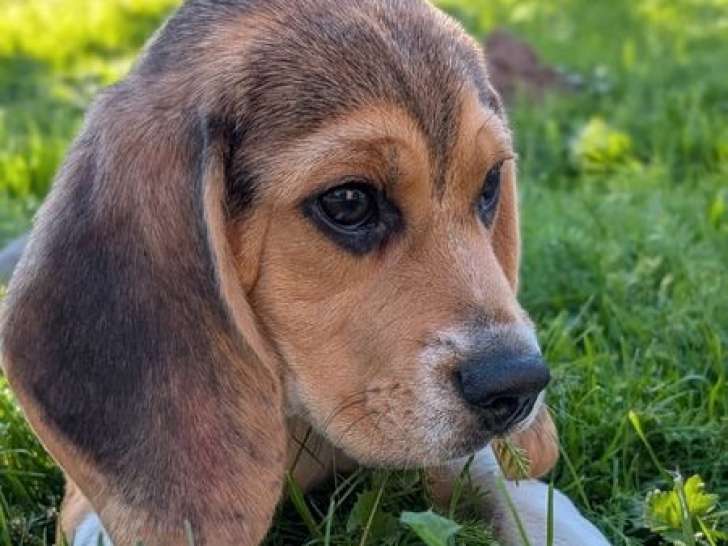 À vendre, 1 chiot mâle Beagle LOF né en juin 2025