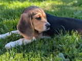 À vendre, 1 chiot mâle Beagle LOF né en juin 2025