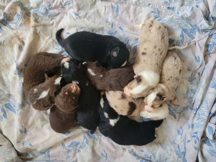 Chiots Bergers Américains Miniatures LOF à vendre, nés en octobre 2025