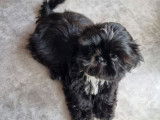 Disponibles à la réservation, 4 chiots Shih Tzu LOF