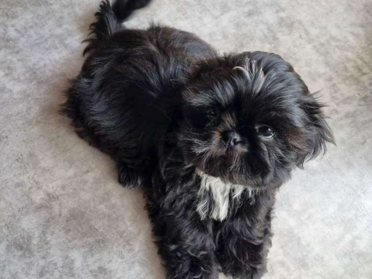 Disponibles à la réservation, 4 chiots Shih Tzu LOF