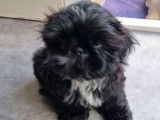 Disponibles à la réservation, 4 chiots Shih Tzu LOF