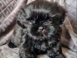 Disponibles à la réservation, 4 chiots Shih Tzu LOF