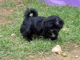 Disponibles à la réservation, 4 chiots Shih Tzu LOF