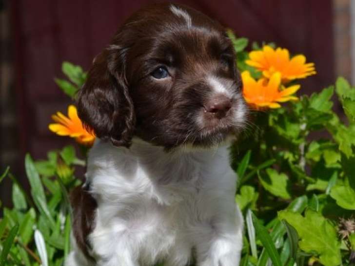 3 chiots femelles English Springer Spaniel LOF à réserver