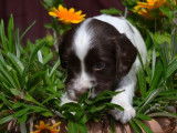3 chiots femelles English Springer Spaniel LOF à réserver