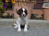 3 chiots femelles English Springer Spaniel LOF à réserver
