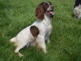 3 chiots femelles English Springer Spaniel LOF à réserver