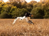 3 chiots femelles English Springer Spaniel LOF à réserver