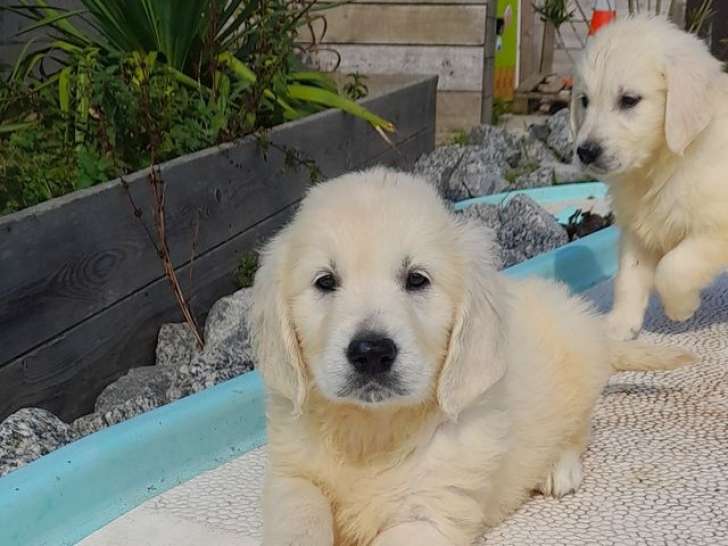 Chiots Golden Retrievers, mâles et femelles à vendre, nés en juillet 2025