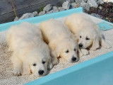 Chiots Golden Retrievers, mâles et femelles à vendre, nés en juillet 2025