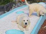 Chiots Golden Retrievers, mâles et femelles à vendre, nés en juillet 2025