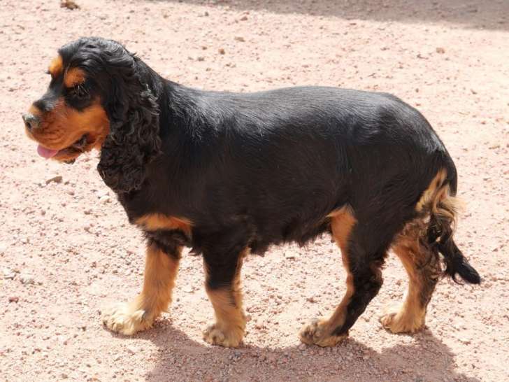 Chienne Cocker Anglais LOF à vendre