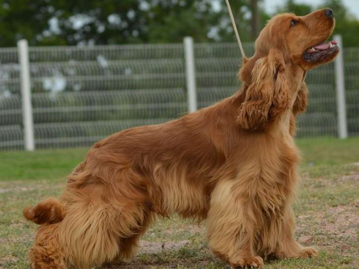 Chien Cocker Anglais LOF adulte à vendre