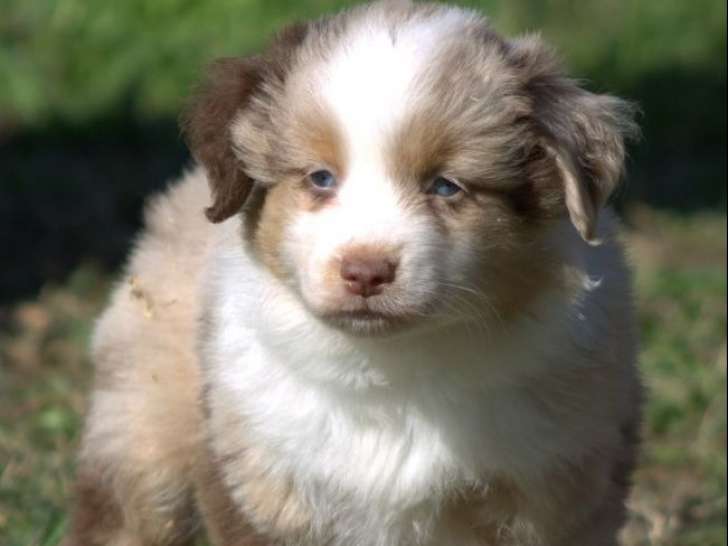 Chiots Bergers Américains Miniatures LOF à réserver, nés en août 2025, 1 mâle et 2 femelles