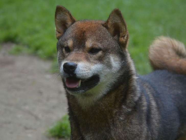 Chiots Shiba Inus LOF à vendre, nés mai 2025, 1 mâle et 1 femelle