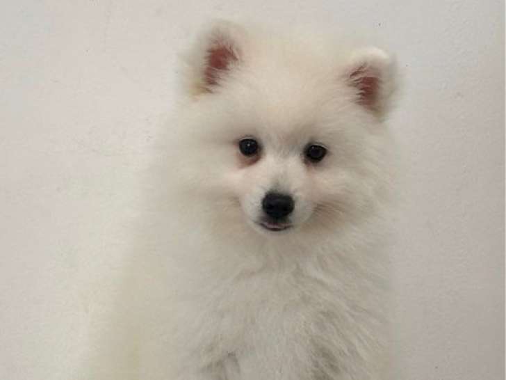 À vendre, 2 chiots femelles Spitz Japonais LOF