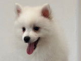 À vendre, 2 chiots femelles Spitz Japonais LOF