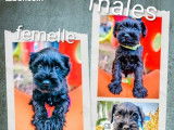 5 chiots Schnauzers Nains noirs LOF de juillet 2025 à réserver