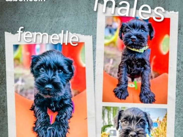 5 chiots Schnauzers Nains noirs LOF de juillet 2025 à réserver