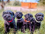 5 chiots Schnauzers Nains noirs LOF de juillet 2025 à réserver