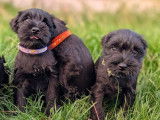 5 chiots Schnauzers Nains noirs LOF de juillet 2025 à réserver