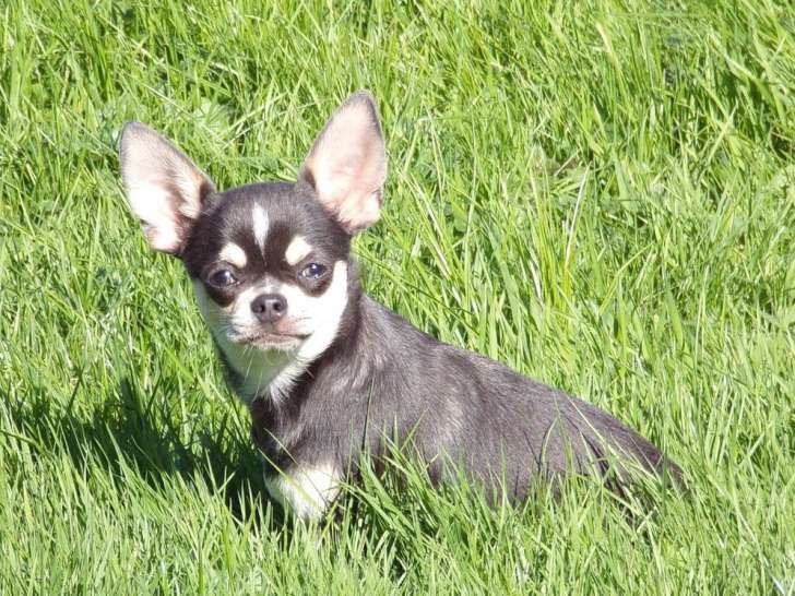 Chiot mâle Chihuahua bleu LOF à vendre, né en mai 2025